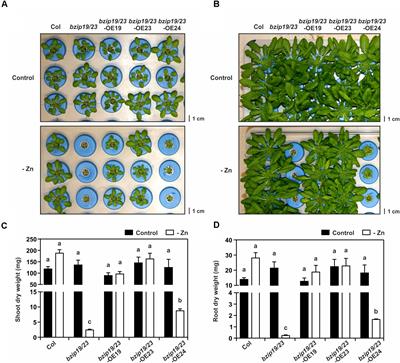 The Arabidopsis bZIP19 and bZIP23 Activity Requires Zinc Deficiency – Insight on Regulation From Complementation Lines